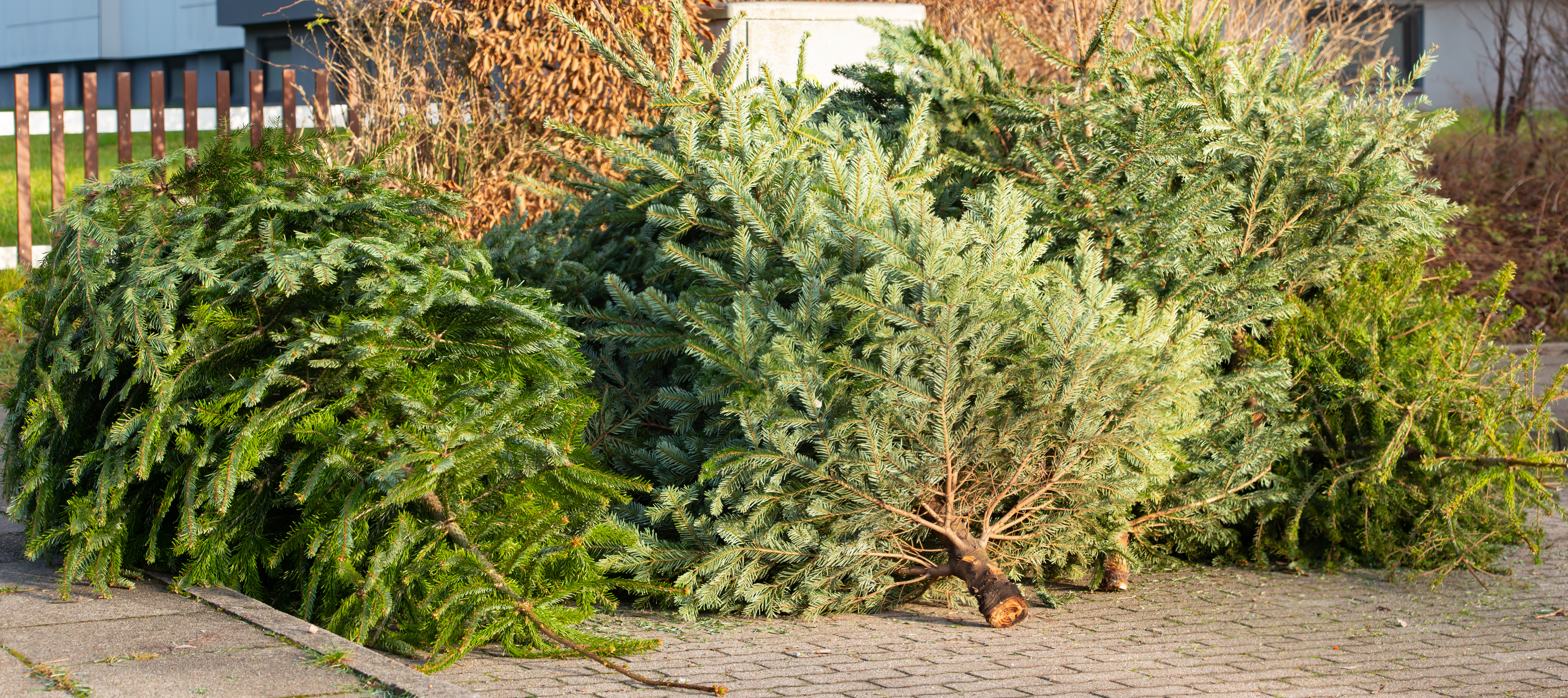 Old Christmas Trees